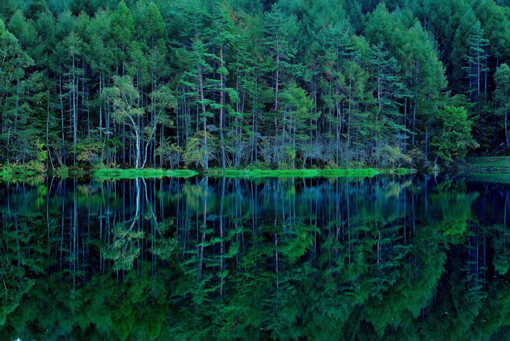 湖畔の森